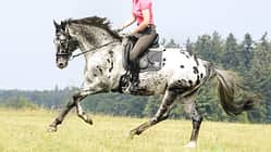 CAV Galopp Übungen Tipps Teaser