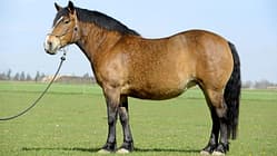 Pferd mit Equinem Metabolischem Syndrom 