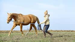 Eine Frau longiert ihr Pferd am Kappzaum auf einer Wiese