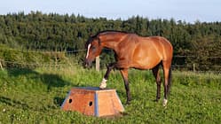 Ein braunes Pferd steigt auf ein Podest, das auf der Wiese steht.