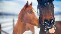 Zwei Pferde auf der Winterweide