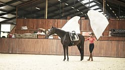 Yvet Blokesch, Fahnentraining, Bodenarbeit, Featherlight Academy, Fahnen Yvet Blokesch steht mit zwei Fahnen in der Luft hinter dem Pferd in der Halle
