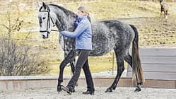 Barbara demonstriert Dressur an der Hand mit einem kleinen Schimmel, der neben ihr herläuft
