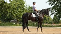 Rückwärtsrichten, Halten, Dressurarbeit, Kandare, Ganze Parade, Hilfen, Reitersitz Ein Reiter mit seinem Pferd im Rückwärtsrichten