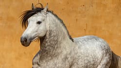 Andalusisches Pferd, Andalusier, PRE, Pura Raza Española, Schimmel, Fell, Apfelschimmel Nahaufnahme eines weißen andalusischen Pferdes der Rasse „Pura Raza Española“, das vor einem gelben Hintergrund galoppiert