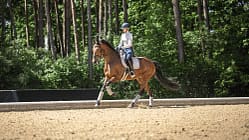 Das Foto zeigt Antonia Baumgart auf einem braunen Warmblutpferd beim Dressurtraining auf einem Sandreitplatz. Sichtbar sind Dressursattel, Sattelunterlage und Trensenzaum am Pferd sowie Gamaschen an allen Beinen; die Reiterin trägt Reithelm und Reitbekleidung.