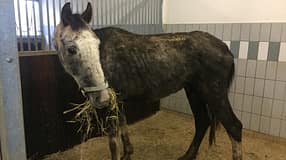 CAV Amour Tierschutz Yvonne Gutsche 25.1.2016