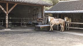 CAV Reitbetrieb Merges 2