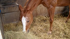 CAV-0912-Reitschultest-Wallert-Box (jpg)