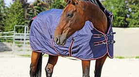 CAV Pferdedecke Aufmacher