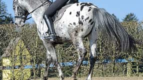 CAV Kurzkehrt 1