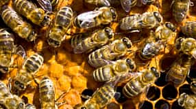 CAV Bienen Waben Honig Propolis