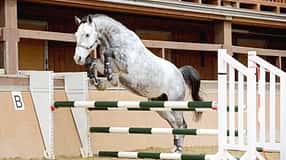 cav-201901-freispringen-lir4035-mit-TEASER-v-amendo (jpg)