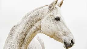 cav schmerzfrei schimmel mit TEASER