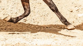 CAV Sand Reitplatz