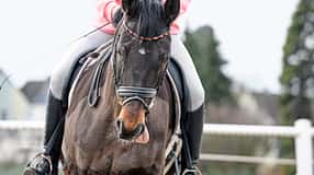 Cavallo Coach