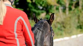 Ohrenspiel beim Reiten