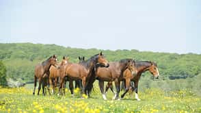CAV Pferd Herde Weide Koppel Grasen CAV Pferd Herde Weide Koppel Grasen