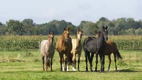 CAVALLO Dossier Klimawandel Dossier Klimawandel