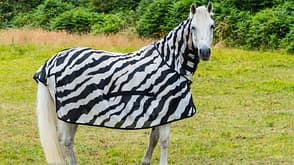 Zebra, Fliegendecke, Insektenschutz Pferd mit Zebra-Fliegendecke auf der Weide