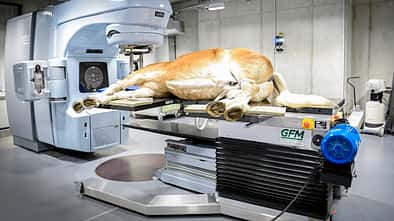 cav-201903-daiquiry-01-aufmacher-lir7807-mit-TEASER-v-amendo (jpg)