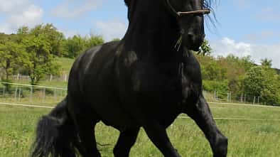 CAV CEWE Fotowettbewerb 2013 Leserfotos Janine Krause - Lesertext: Mein Hengst Mandus, 17 Jahre jung- meine ganz große Liebe :)  neu