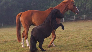 CAV CEWE Fotowettbewerb 2013 Leserfotos Yvonne Dähmlow - Lesertext: Klein, aber oho!
Shetty Power und Herdenchef Donnerdoni lieben es, zusammen auf der Weide zu toben. neu