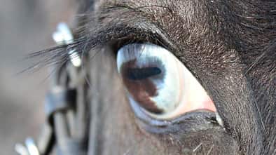 CAV Pferdeaugen Augen Denise Hoffmann