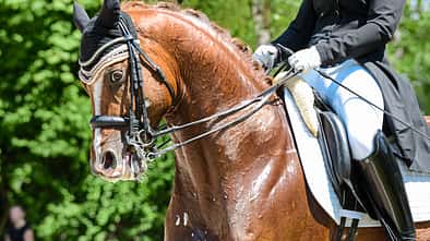 cav-201901-dressurpferde-unter-druck-lir5280-mit-TEASER-v-amendo (jpg)