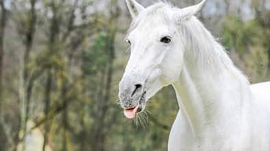 cav-201812-macken-mit-TEASER-lir6804