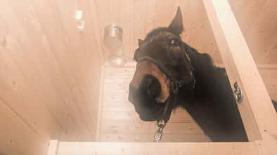 cav-0418-pferdesauna-9-vogelsang-mit-teaser (jpg)