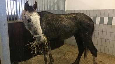 CAV Amour Tierschutz Yvonne Gutsche 25.1.2016