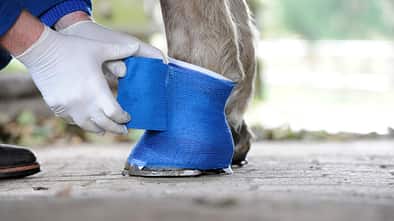 CAV_1209_Verletzungen_Mauke_09 (jpg)