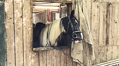 CAV Reitschultest Aachen Meyer 2