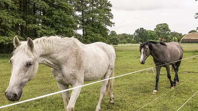 CAV Reitschultest Altmark Neulingen 2