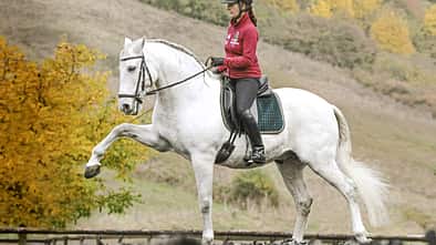 CAV Spanischer Schritt Teaser Artikel