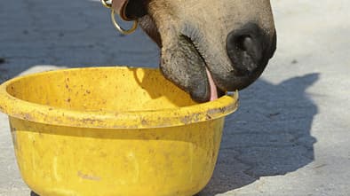 CAV Plastikschüssel Test Schadstoffe