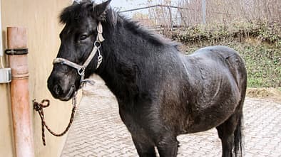 cav-reitschultest-freiburg-022017-alt-vogtshof-und-teaser-schulpferd-moekkvi-floesser (jpg)