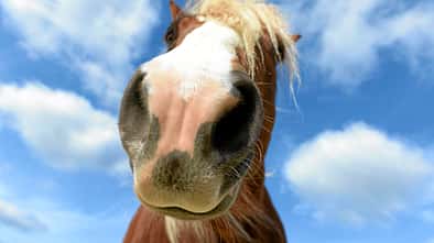 cav-pferde-fotografieren-1-lir3426 (jpg)