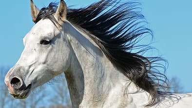 CAV Shagya Leserfotos Martina Everett