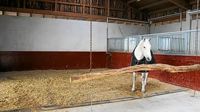 CAV Stall Scout 05_2015 Hofgut Ashege 2