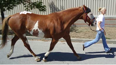 CAV Lameness Locator Lahmheit Medizin 3