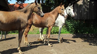 CAV Verwahrloste Pferde 2