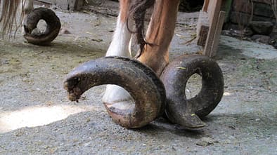 CAV Verwahrloste Pferde 4