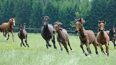 CAV Fohlen-Erziehung 45