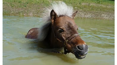 CAV Heinzelchen Seepferdchen 3