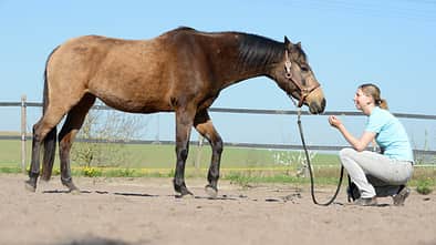 CAV Vertrauensführseil Kenzie Dysli Bodenarbeit