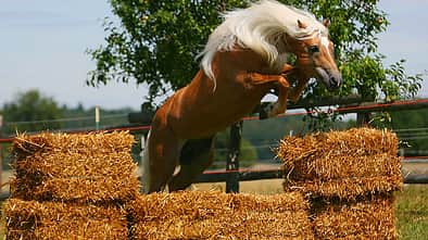 CAV Original Haflinger Pferde - 3