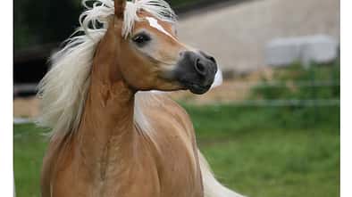 CAV Leserfotos Pferde im Frühling 2013 34