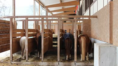 CAV-0313-Reitschultest-Zella-1 Offenstall (jpg)